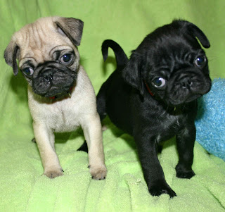 Black and Fawn Pug puppies 4 Good homes