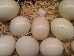 FRESH LAID OSTRICH AND PARROTS EGGS.
