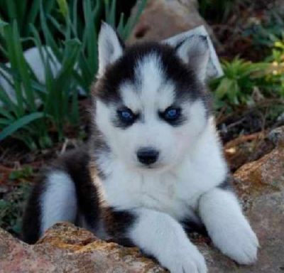 have very good looking and lovely husky puppies