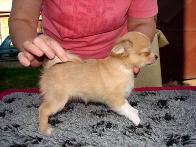 Chihuahua longhaired puppies