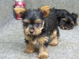 Xmas Charming 12 weeks Yorkie Puppies Text us at (213)444-6128