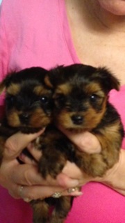 boy and girl Yorkie puppies  Ready adoption