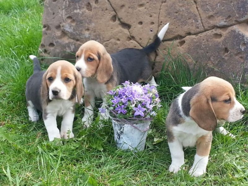 Great Beagle puppies 