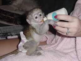 Lovely baby capuchin monkeys for adoption