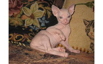 Beautiful Hairless Sphynx Kittens for Adoption