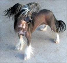 chinese crested dogs at xmas