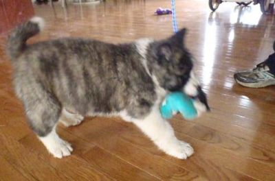 Cute Akita Puppies for adoption