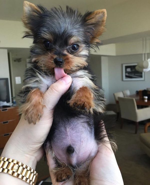 Two teacup yorkie puppies Needs a new family