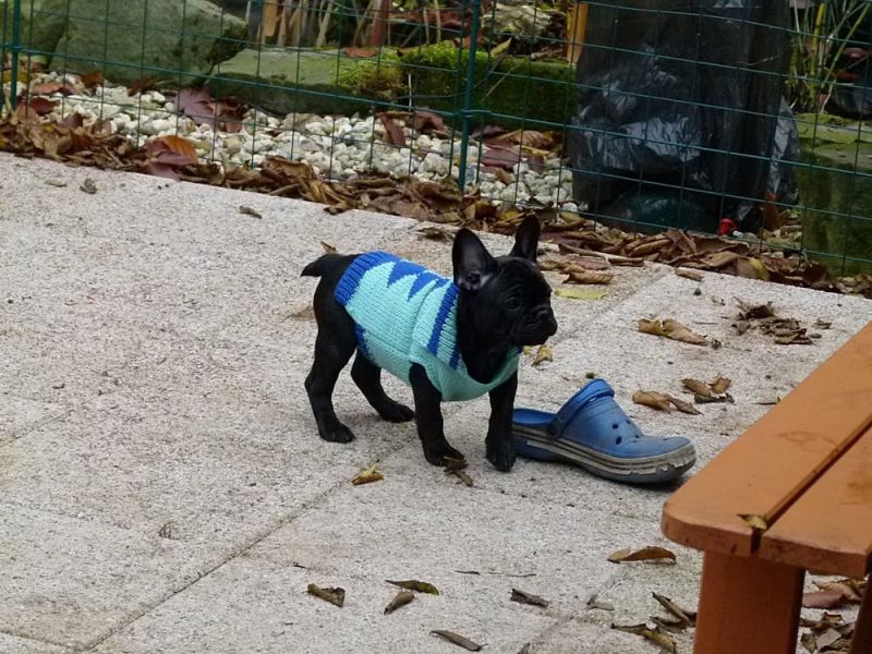  Excellent French bulldog puppies