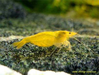 Golden yellow shrimps, freshwater aquarium shrimp