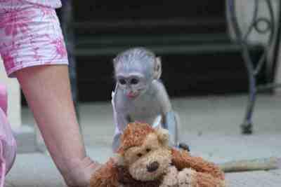 male and female capuchin monkeys for adoption