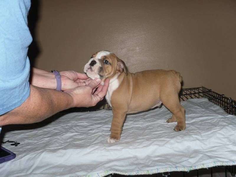 Adorable English Bulldog puppies for adoption this X-mass