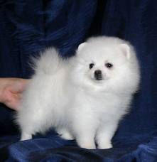 Lovely Pomeranian Puppies For Adoption