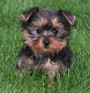 Lovely yorkie puppies for adoption.