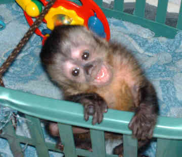 Amazing baby Capuchin Monkeys text (804) 381-0921