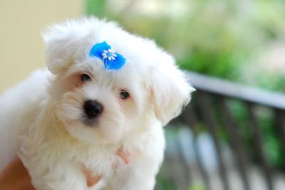 Teacup maltese puppies for Adoption