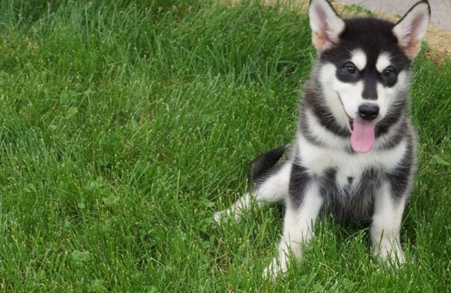 We only have 1 male and 2 female Alaskan Malamute puppies left 