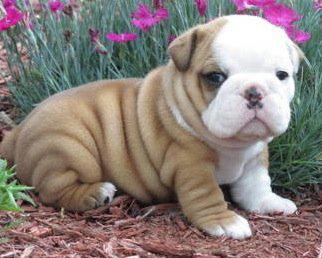 English bulldog puppies for adoption