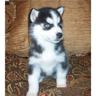 sweet siberian husky puppy for free adoption