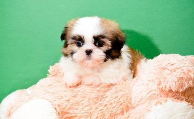 Simo is a healthy and playful Tcup  Shih Tzu puppy in need of a forever home