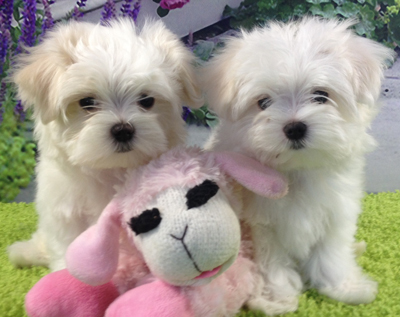 Teacup Maltese puppies