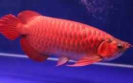 Healthy Super Asian Red Arowana Fishes