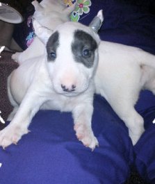 Magnificent Multi color Miniature bull terrier puppies great pedigre.