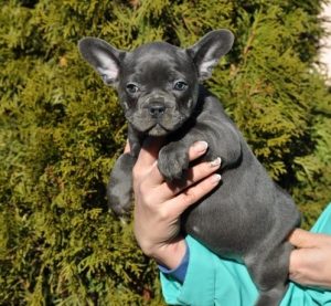 French bulldogs puppies Available