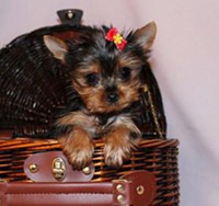 playful male and female yorkie puppies