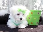 socialized and friendly maltese teacup puppy