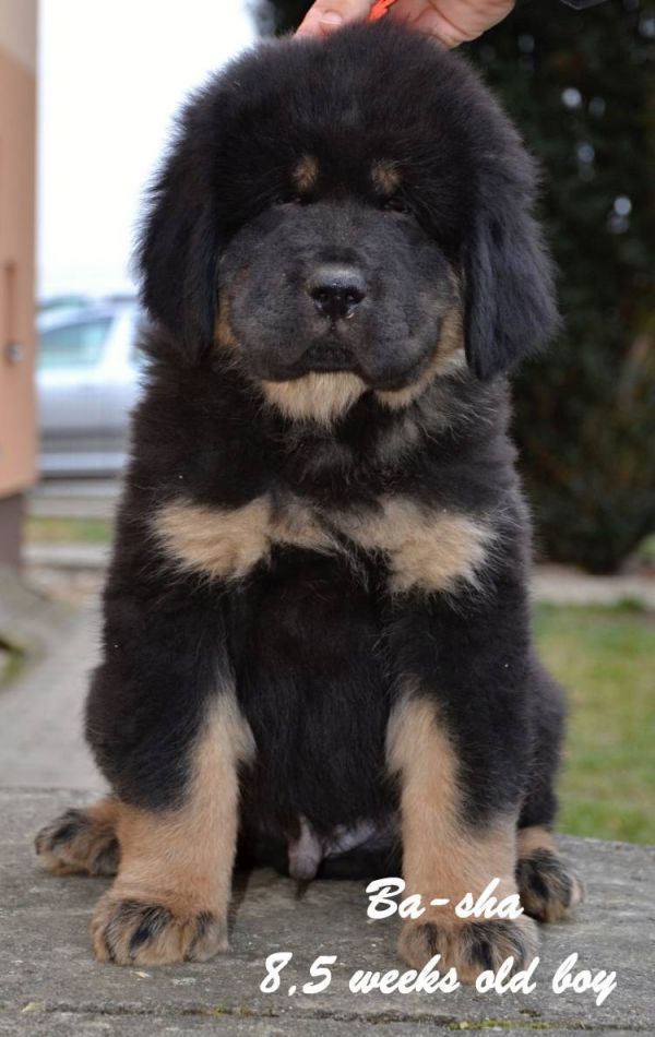 Tibetan Mastiff (Do Khyi)