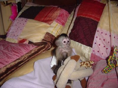 Male and Female baby monkeys for sale