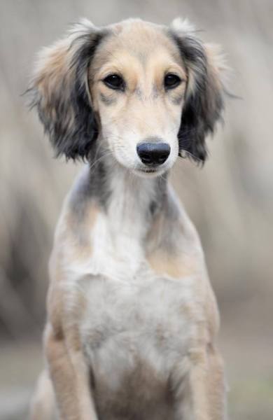 Saluki puppies for sale