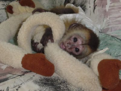 Male and Female baby monkeys for sale