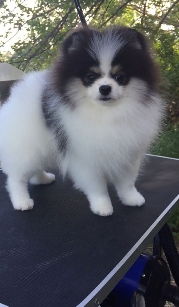  Two Teacup Pomeranian Puppies Needs a New Family