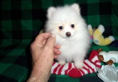 Purebred White male and female Pomeranian Ready