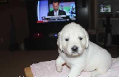 Healthy Golden Retriever Puppies For Adoption