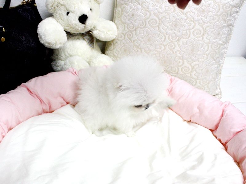 // Very Small Size Pure Bred Pomeranian puppies/