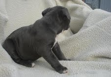  PIT BULL FOR ADOPTION