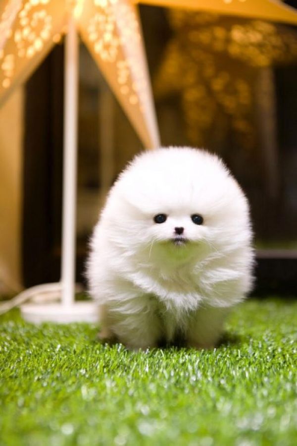 ~Adorable Top Quality Micro Tiny Tcup Pom Puppies!  (832) 637-3059