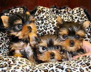 X-MAS  WELL TAMED TEACUP YORKIE PUPPIES FOR FREE ADOPTION