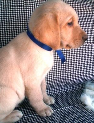 Male and female Labrador retriever puppies for rehoming.