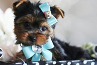 sweet and precious male and female yorkie puppies