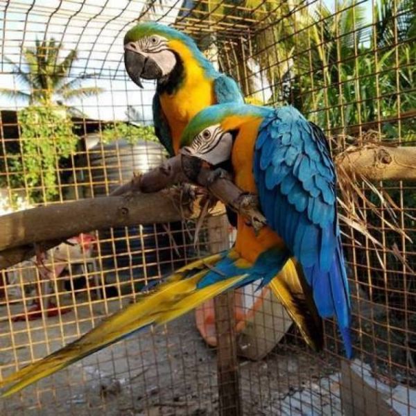 Blue and Gold Macaw parrots ready