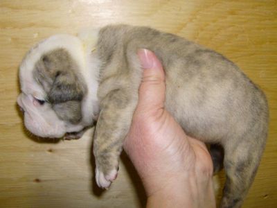 Registered English Bulldog pups, males and females