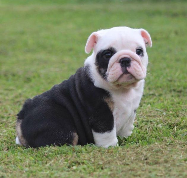 Lovely English Bulldog Puppies for sale