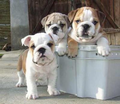 Cute Male and female English Bulldog Puppies for Adoption 