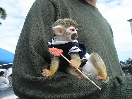 We have cute baby Capuchin monkeys for sale.