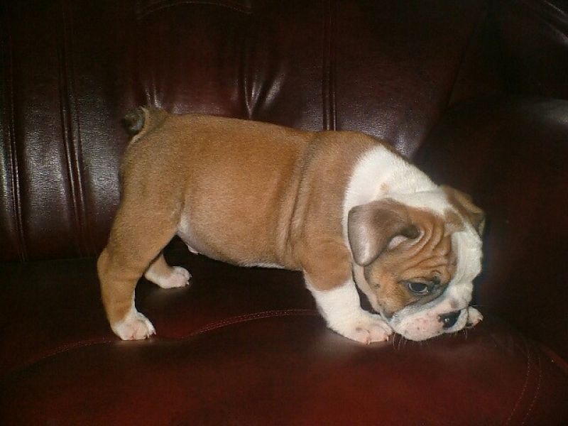 Akc Reg English Bulldog Puppies