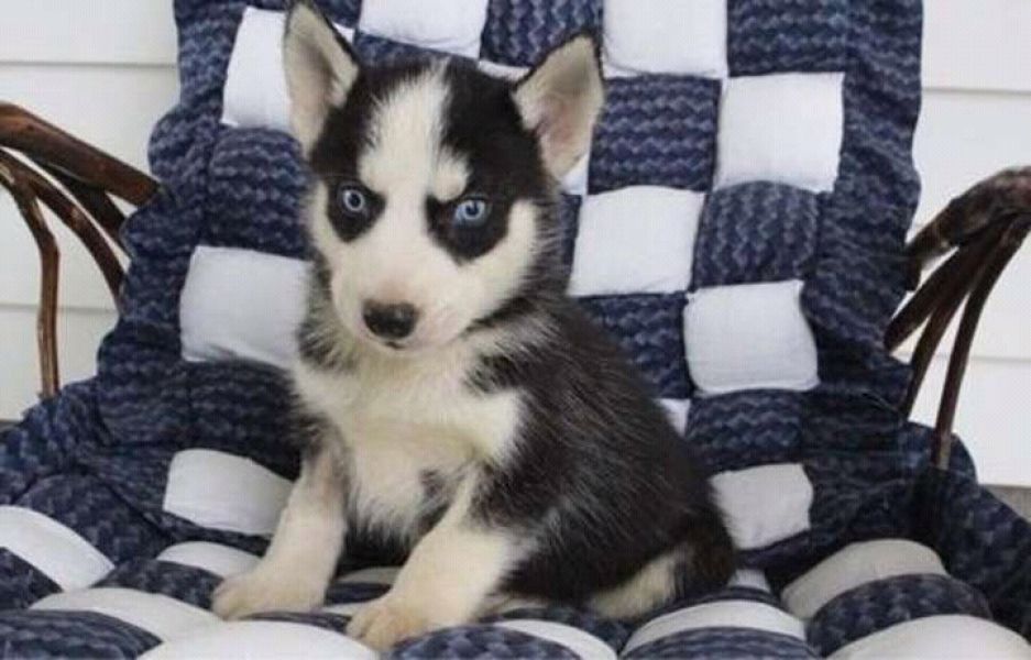 Cutest blues eyes siberian husky for adoption into good homes 